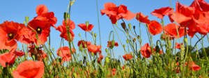 poppy-flowers-320x120